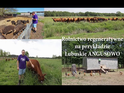 Rolnictwo regeneratywne na przykładzie Lubuskiego Angusowa