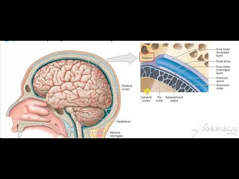 Dural venous sinuses