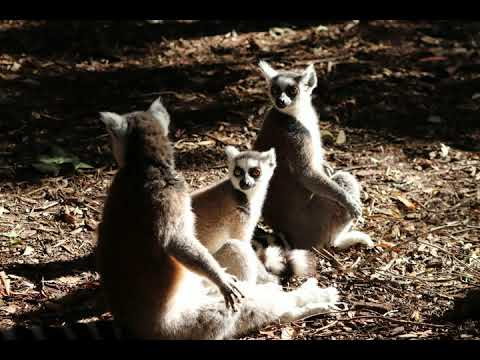 Maloka ila - Erick Manana