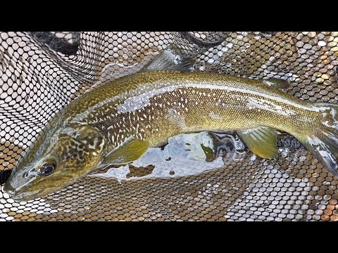 Fersina Tn Marbled, Brown, Hybrids, Barbel in Stream