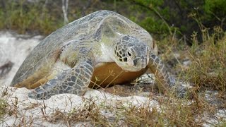 Archipel des GLORIEUSES : Le secret des tortues vertes