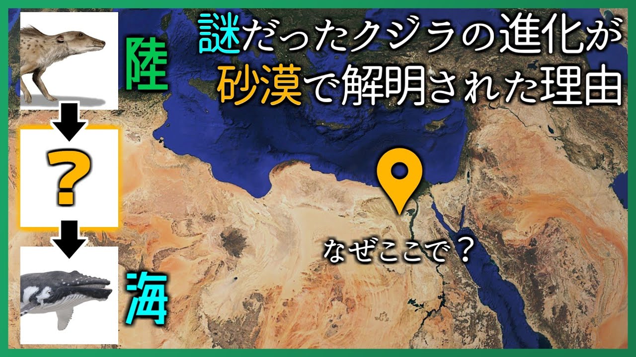 エジプトの砂漠には海にいるはずのクジラの化石がありました【ゆっくり解説】