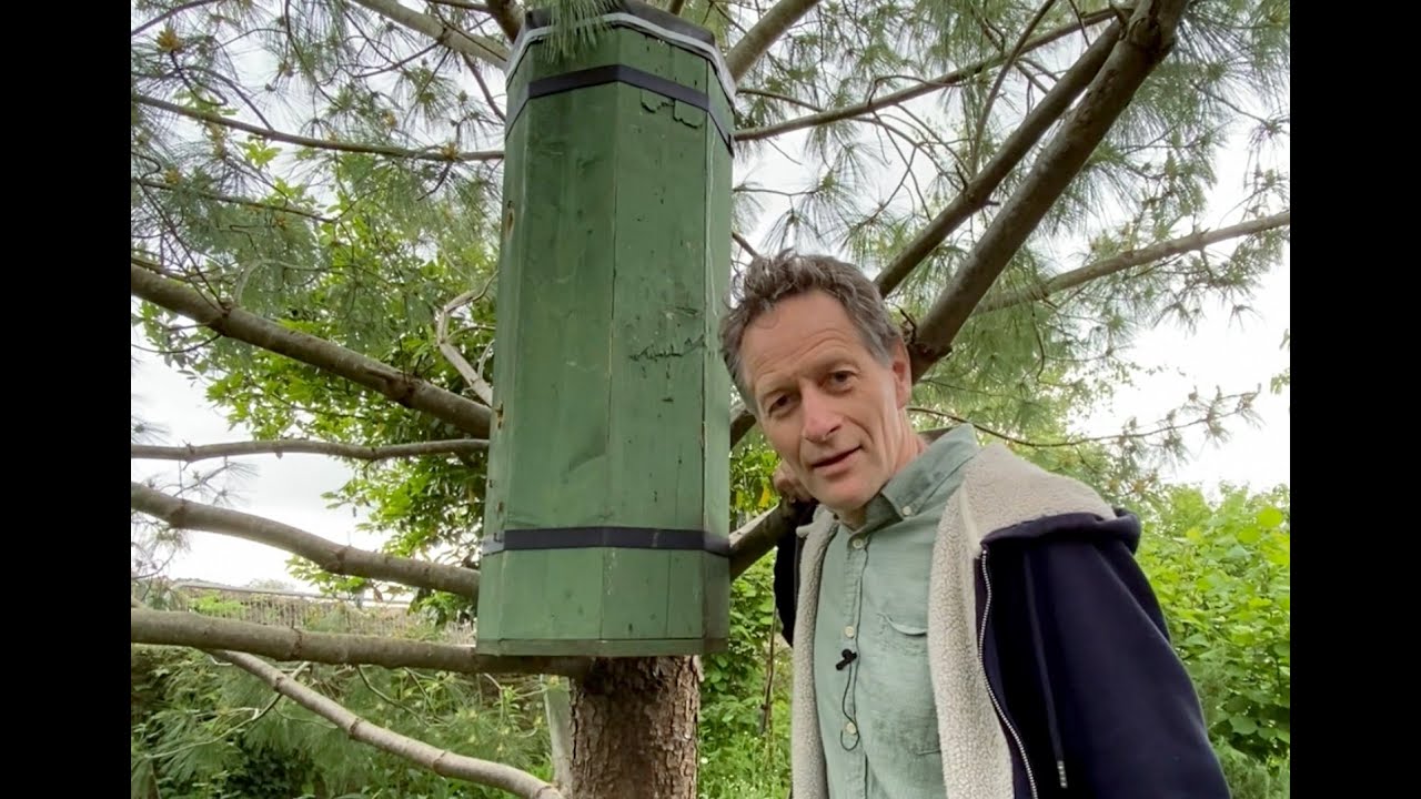 A Wooden Pallet Hive made during lockdown fills with a swarm of bees