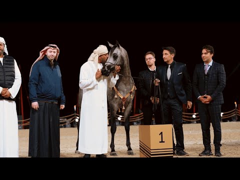 DUBAI STUD - Achievements, KIAHF 2023 Peninsula Show