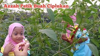 Download lagu Azzah Petik Buah Ciplukan | Rahman Azzah mp3