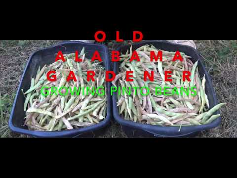 PINTO BEANS  **SECRETS** TIPS ON HOW I GROW THEM (OAG)