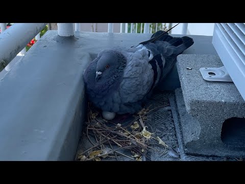 鳩が庭やバルコニーの植木鉢に卵を産まないようにするための 5 つ以上のヒント  庭園