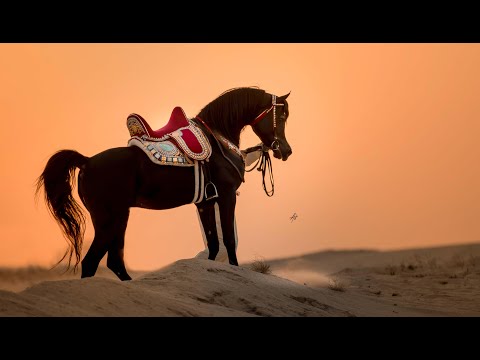 JAKHAL ALFABIA - (ZT Marwteyn x ZT Magna Psyche), 2012 Stallion