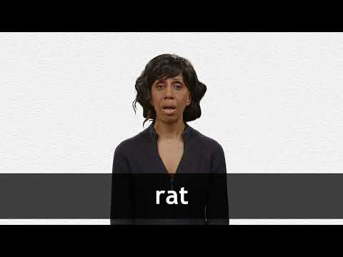 RAT definition in American English