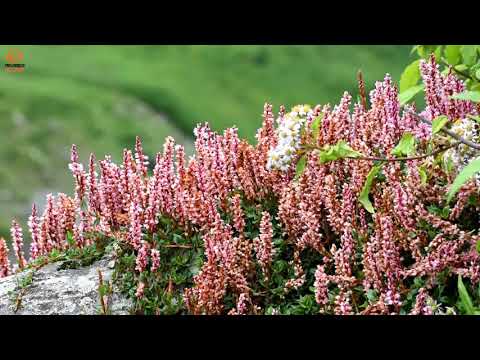 download lagu mp3 mp4 Valley Of Flowers, download lagu Valley Of Flowers gratis, unduh video klip Valley Of Flowers