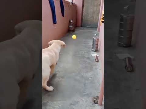 teri meri gal .... #dogshortvideo #dog #shortvideo #doglover #funnyvideo #funnydog #funnymoments