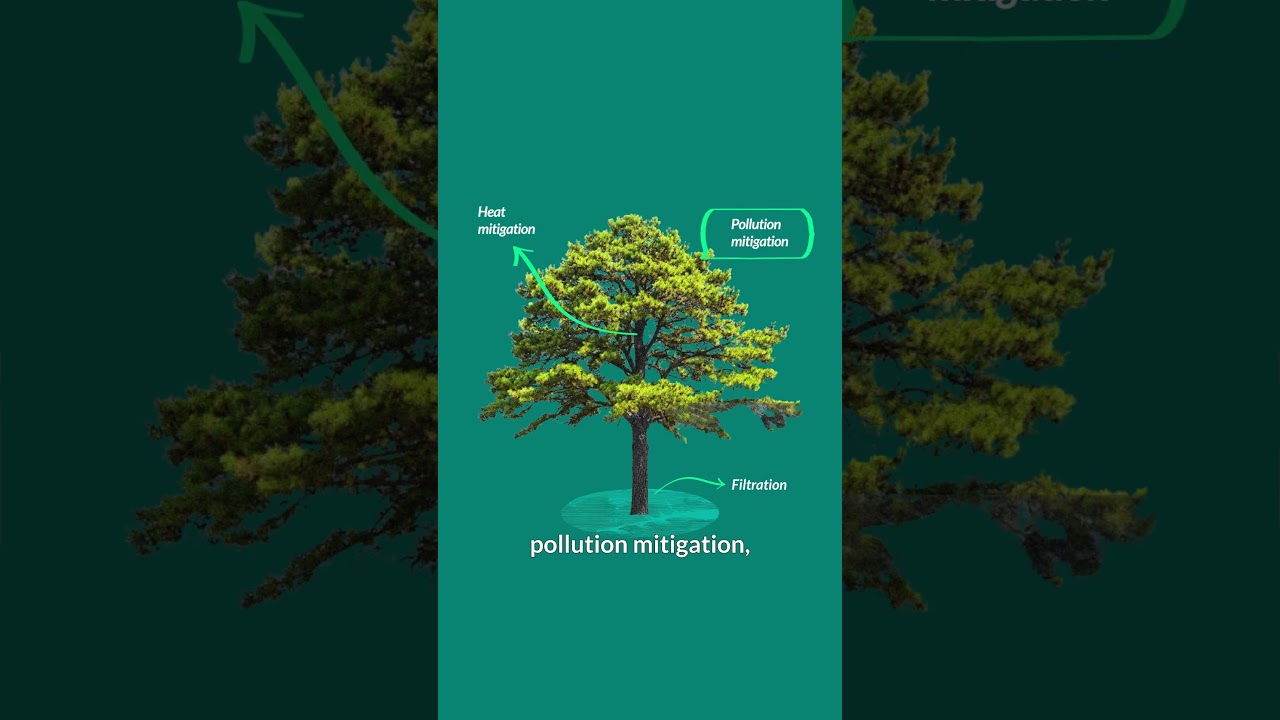 What's a Nature-Based Solution? | We're Glad You Asked