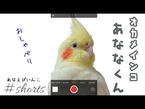 冬に鳥に与えてはいけない食べ物は何ですか？これら 7 つは絶対に避けるべきであり、命を奪う可能性があります。  庭園
