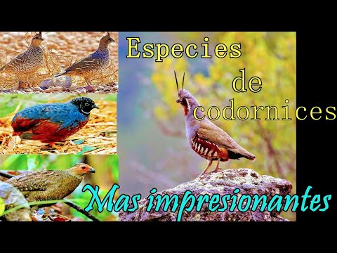 , title : 'Especies de codornices más impresionantes de la tierra🌴🎊'