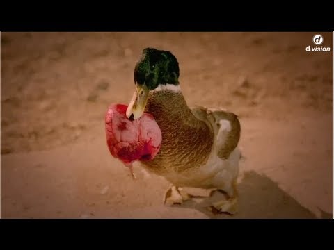 Bingo Players ft. Far East Movement - Get Up (Rattle) [Official Video HD]