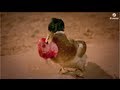 Bingo Players ft. Far East Movement - Get Up ...