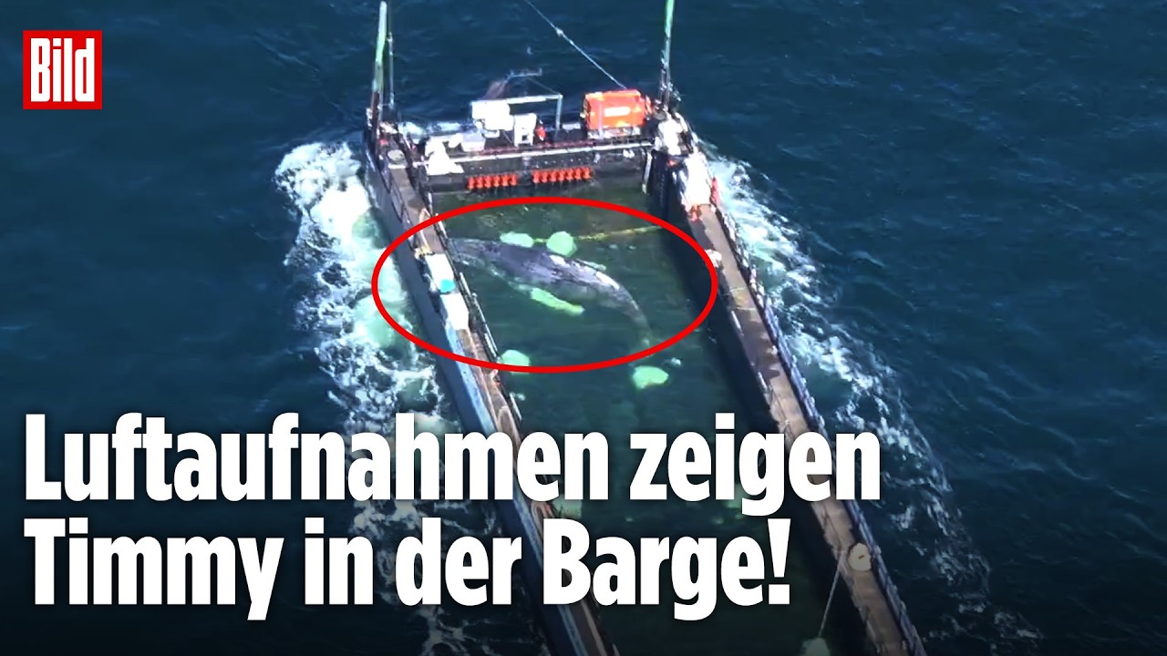 OSTSEE: Rettung von Wal Timmy – Luftaufnahmen zeigen Barge-Transport vor Fehmarn!