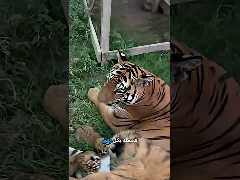 كيف كسب الشاب ثقة النمرة الأم 🐅❤️