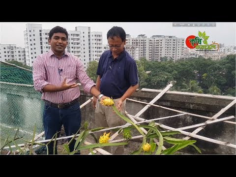 হলুদ ড্রাগন ফল (সারা পৃথিবীতে বিরল) বাংলাদেশে সফল চাষ - Rare yellow dragon fruit