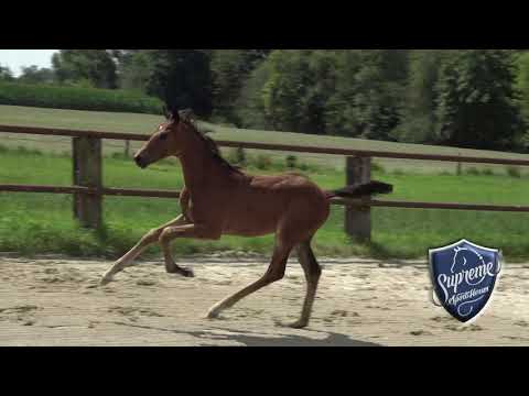 'FOR YOU' 2021 Colt by Filou (For Romance x Sir Donnerhall)