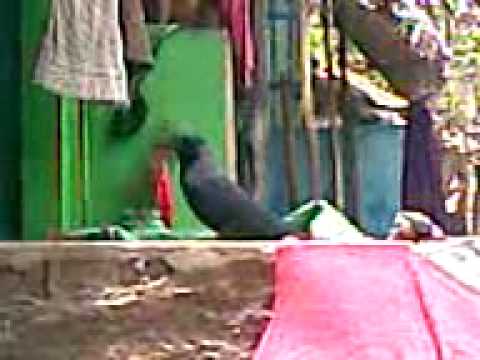 Crows_In_Orissa.mp4