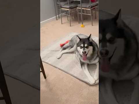 Alskan malamute #pakistaniinamerica #funny #mypakistaniamericanlife #familyvlogs
