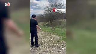 Yanına Yaklaşan Tilkiyi Elleriyle Besledi