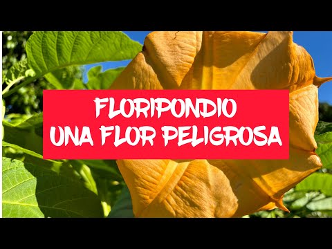 , title : '🔴Descubre El Poder Oculto del Floripondio ,que tan peligrosa es esta #planta ? Reto/ @frau6488'