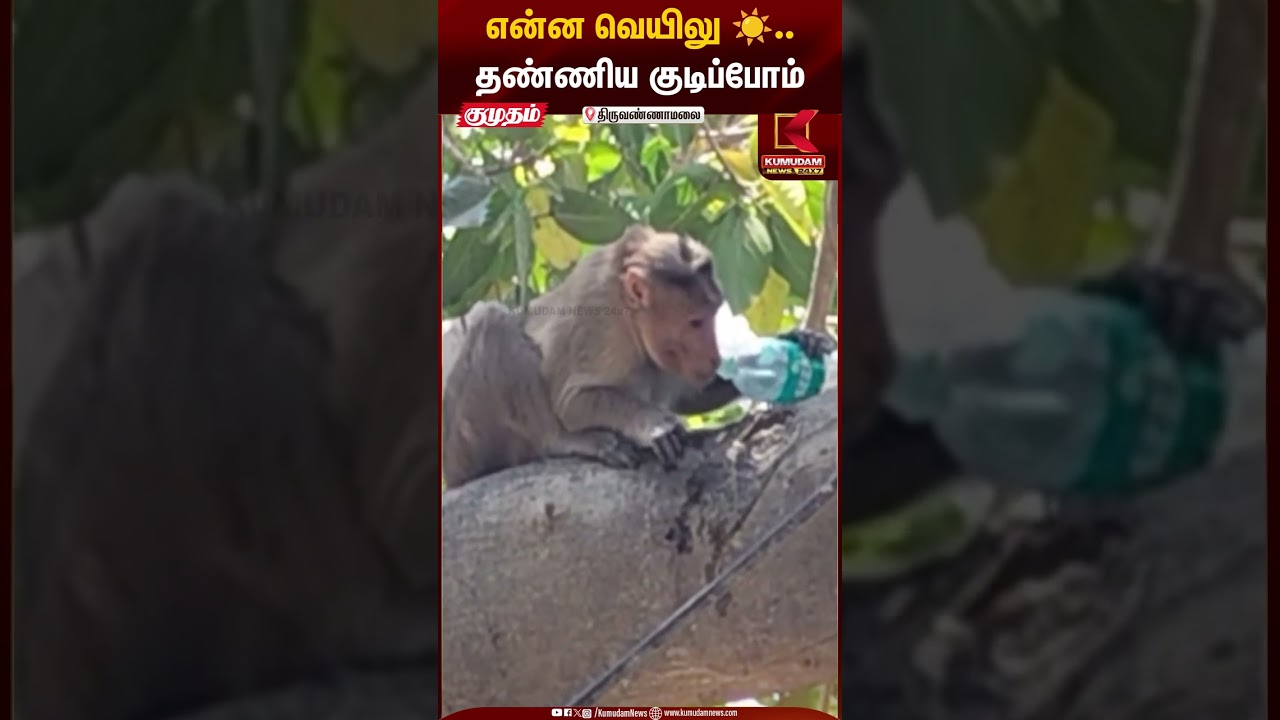Monkey Drinks Water: என்ன வெயிலு☀️.. தண்ணிய குடிப்போம்.. | Monkey | Kumudam News