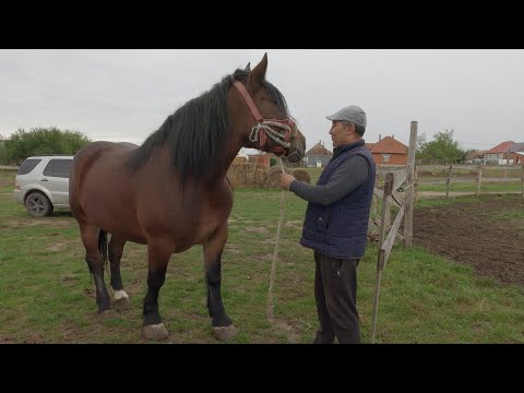 Mr. Cristea Nicu's mare from Bogei - Bihor