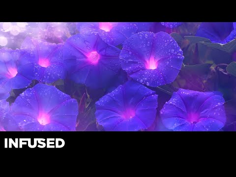 Novah, TWOFLAGS & Madistt - Where You Are (ft. Jaime Deraz)