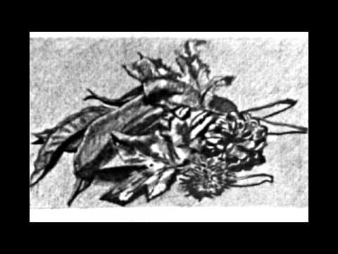 Witches and Pictures