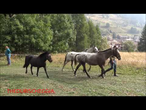 CAVALLI A PONTECHIANALE IN VALLE VARAITA (CN) DOM. 15 - 6 - 2019