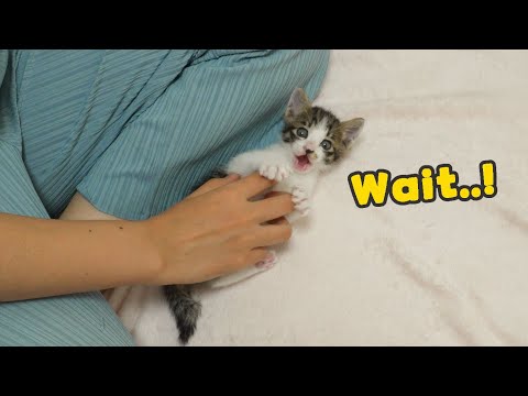 Every Time I Touch the Baby Kitten, He's Screaming for Joy 🤣