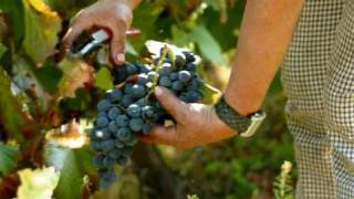 preview picture of video 'Portugal Wine Tours - Wine Tours of the Best Wine Routes of Portugal'