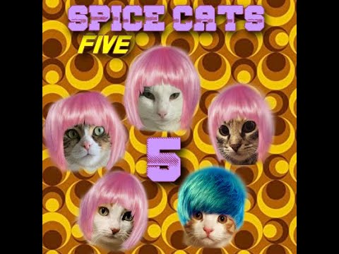 The Spice Cats (cats music group) Five/ 8th song ! #shorts