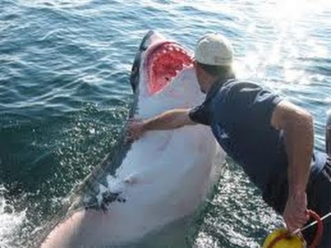 Shark attack caught on video | Shark kills German tourist at Egyptian resort REVIEW & THOUGHTS