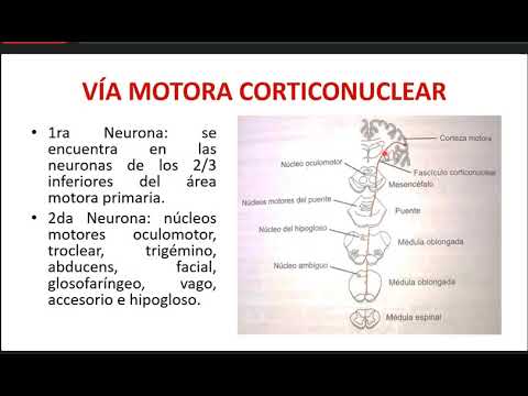 Anatomía II C11: Vías de Conducción Nerviosa