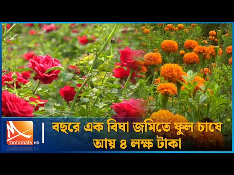 বছরে এক বিঘা জমিতে ফুল চাষে আয় ৪ লক্ষ টাকা | Flower | Mohona TV