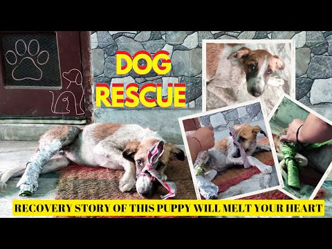 Puppy Left On Road To Die Recovered With Natural Remedy | Dog Rescue 🐾 Story Will Melt Your Heart ❣️