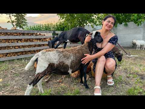 Huge Beef Ribs from the Market! Shawarma and Ribs from the Oven!