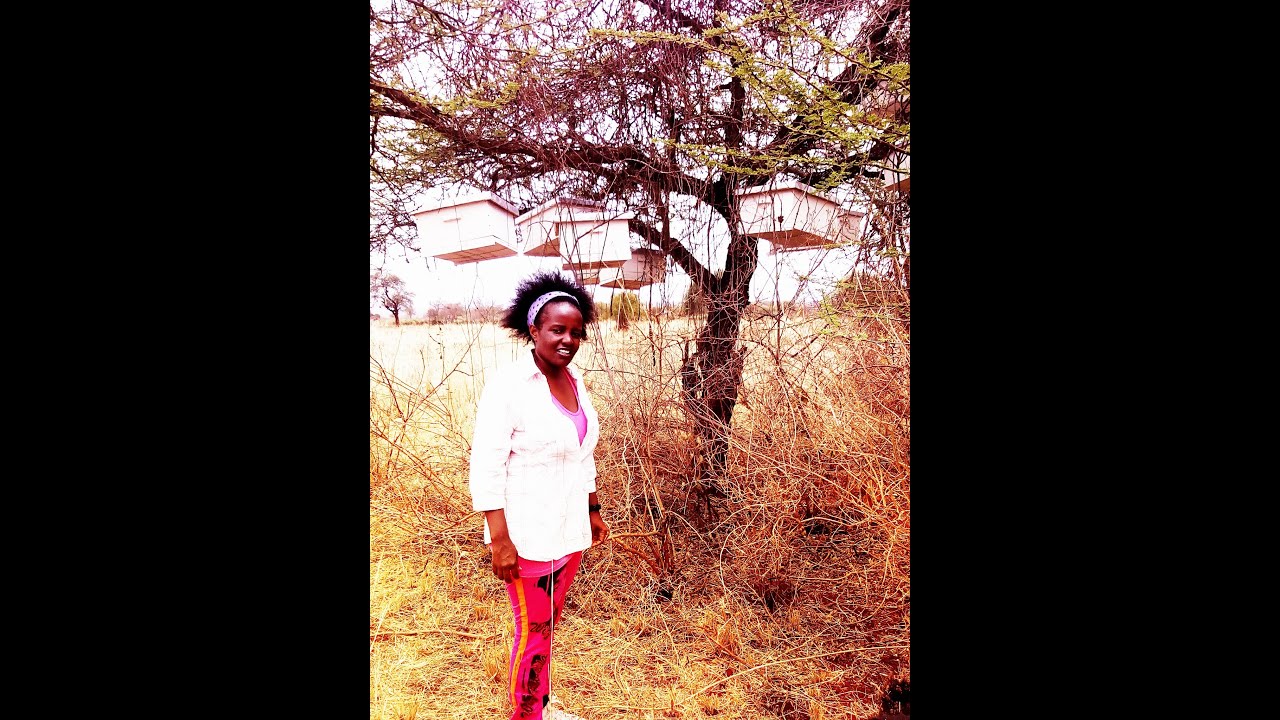 Kathy's Every acacia for a Hive bee-keeping project