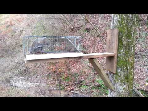 Trapping tip for squirrels