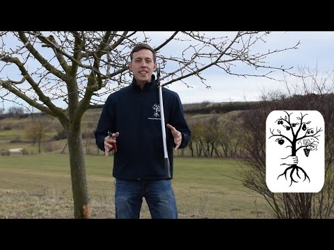 Obstbaumschnitt auf der Streuobstwiese - Ertrag optimieren und Wuchs erhalten