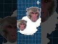 Is The 100 Monkey Effect Science Or Myth