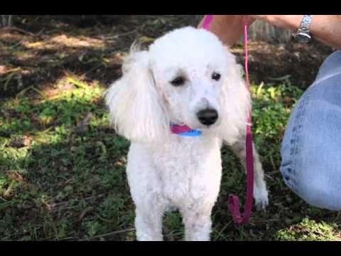 Indiana, an adopted Poodle in Houston, TX_image-1