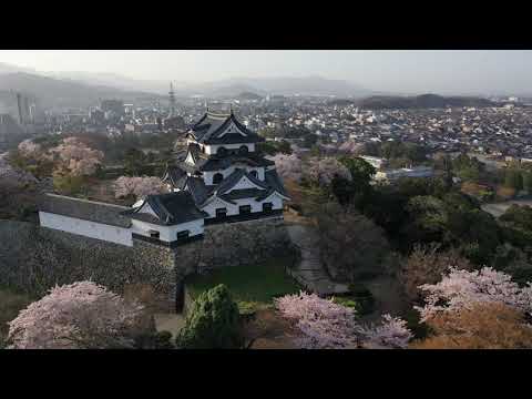 映像で楽しむ　彦根城の桜