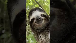 Music video thumbnail preview for Yoshiko \u0026 Lekkerfaces - Sloth (Official Videoclip) by Sloth