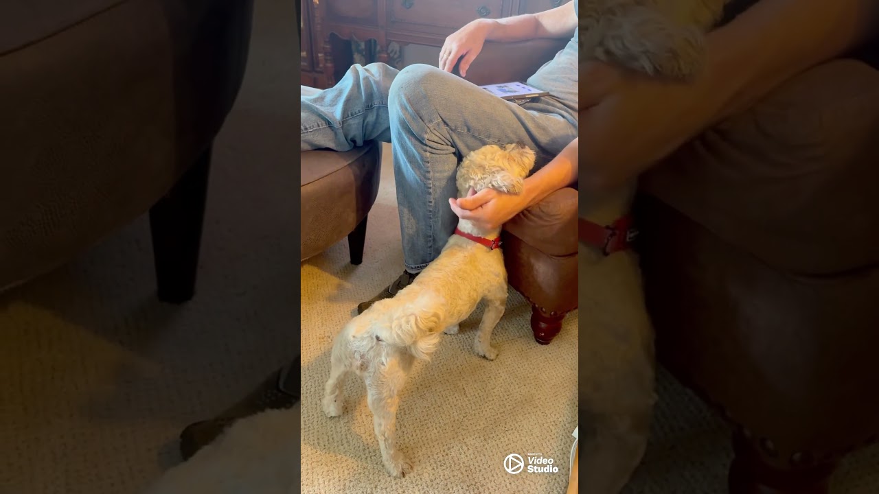 Enlarge Fria, a ADOPTABLE mixed breed in Hartland, WI video 6/6