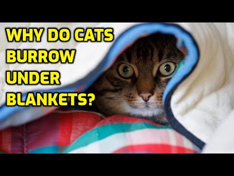 YouTube video about: Can cats sleep under blankets?